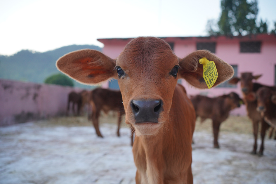 Uttarakhand Livestock Development Board